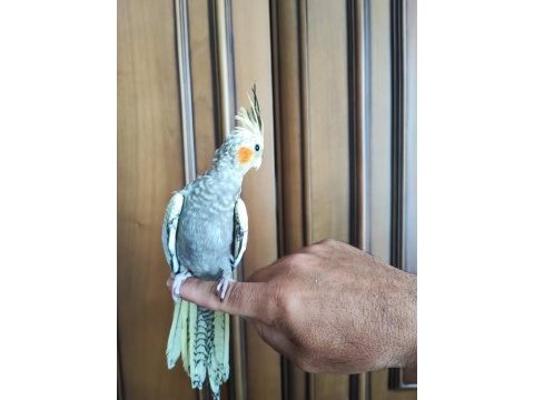 1.5 aylık yeme düşmek üzere yavru sultan