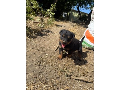 Dişi rottweiler köpeği