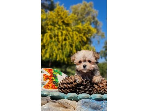 Sevimli teacup morkie yavrularımız
