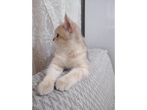 6-12 aylık british shorthair