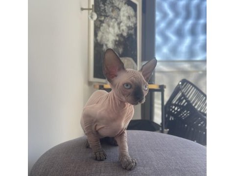 Sphynx yavru