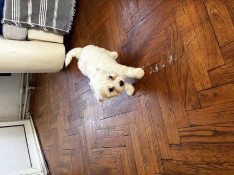 2 aylık westie batı dişi köpeğimiz