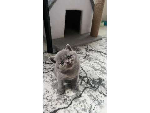 Yavru kedimiz sahiplendirme