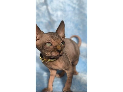 Naked beauty sphynx kedisi