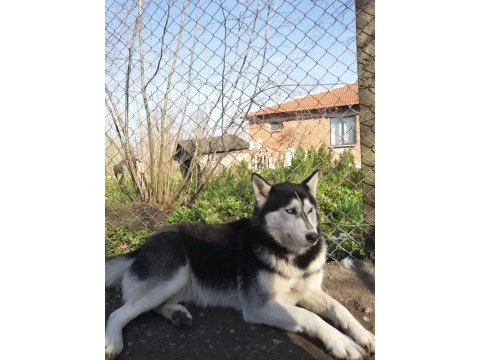Husky köpeğimize yeni yuva arıyoruz