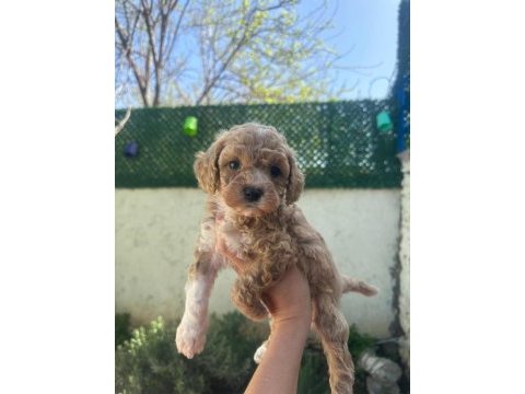 Maltipoo yavrular