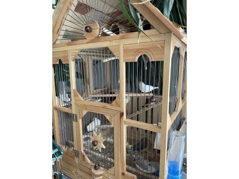Hint bülbülü zebra ispinoz finch
