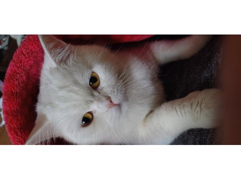 Çok uyumlu bir british shorthair kız