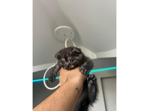 Scottish fold yavru