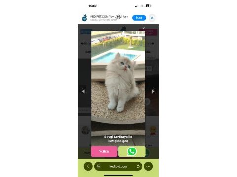 Safkan sağlıklı uysal bebek kediler