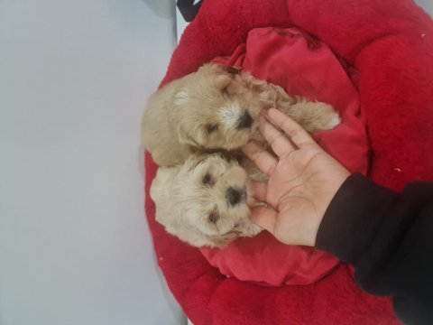 Çok büyümeyen minyatür maltipoo minnaklarım