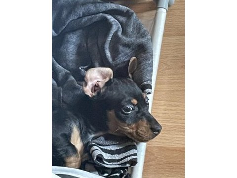 Çocuklarla çok iyi anlaşan pinscher bebek