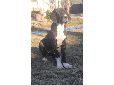 Great dane (danua a şecereli )