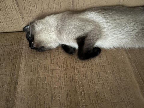 Aşırı oyuncu siyam kedisi kısırlaştırma şart