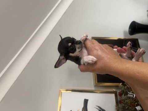 Chihuahua elma kafa babada scr mevcut