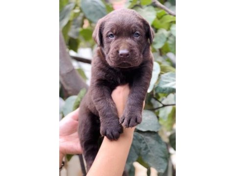 Dost canlısı labrador yavrular