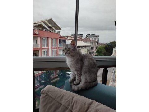 Ücretsiz sahiplendirilecek kedimiz