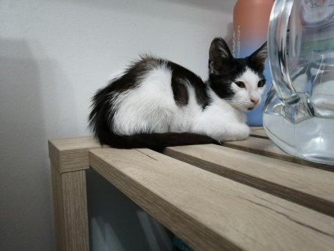 Erkek yavru tekir kedim