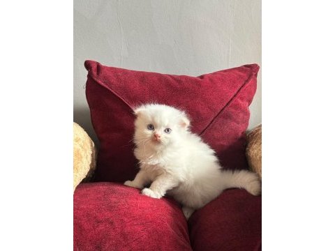 Beyaz mavi gözlü scottish fold bebekler