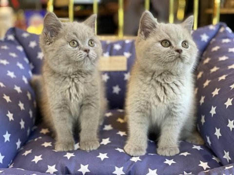 British shorthair yavruları