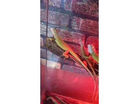 Lime iguana