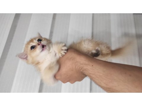 British shorthair golden yavru