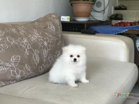 Pomeranian boo beyaz yavrum balıkesir