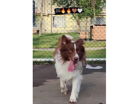 Sağlıklı safkan border collie yavru köpekler