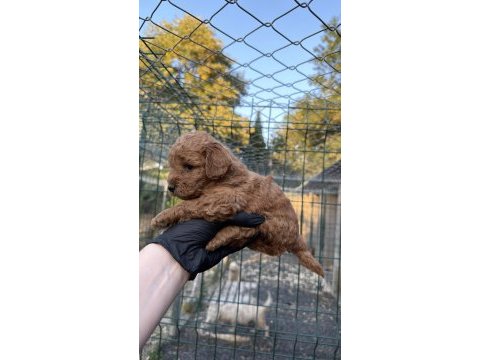Red brown toy poodle