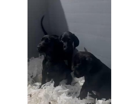 Black king doberman