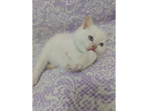 Blue point dişi scottish fold yavrularımız