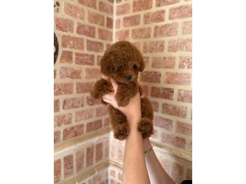 Red toy poodle