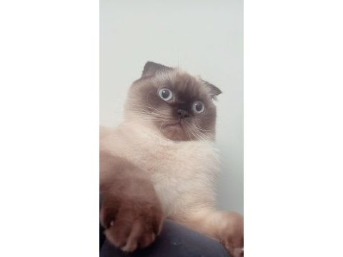2 yaşında eğitimli scottish fold
