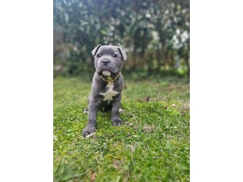 Blue dişi ve erkek cane corso king yavrular