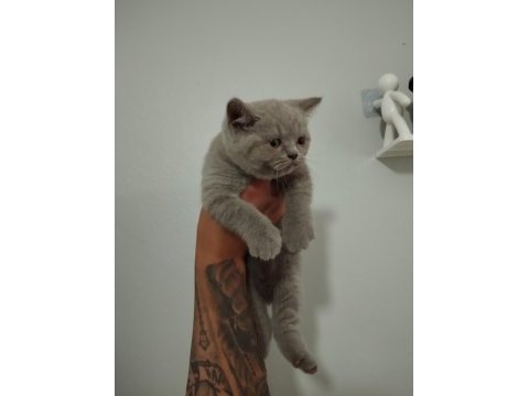 2 aylık british shorthair dişi