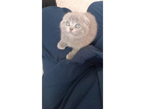 Görünce hayran kalacağınız tatlı mı tatlı yavrumuz!