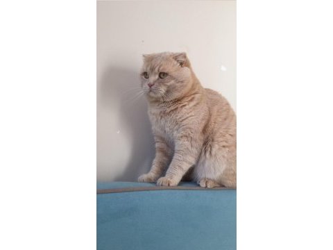 Scottish fold bal oğlumuza yeni yuva