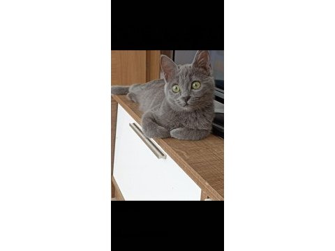 15 aylık dişi british shorthair ismi lena