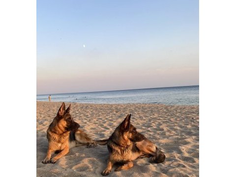 Safkan alman kurt köpeği