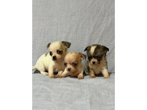 Chihuahua köpeklerimiz