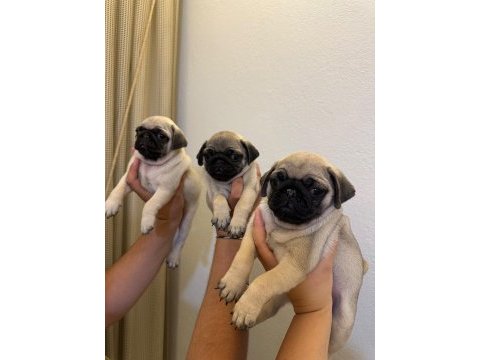 Sıfır burun gül kuyruk pug mops