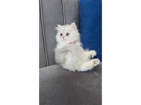 British longhair prenses
