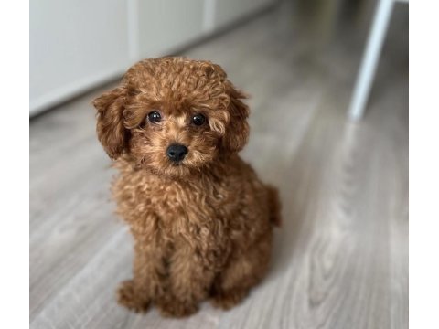 Toy poodle köpeği