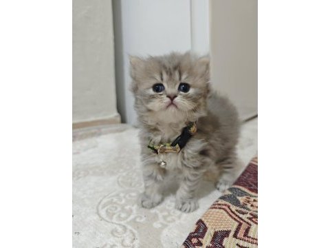 Full şecereli şampiyon babadan blue golden kediler
