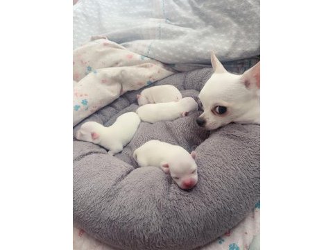 Rezerve ilanıdır chihuahua