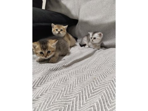 2 aylık british shorthair yavrular
