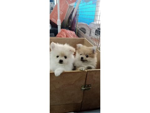 Pomeranian köpeği yavrularımız