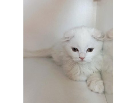 Asil scottish fold longhair yavrumuz