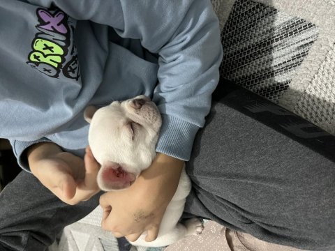 Lilac tan platinyum dişi french bulldog yavrumuz