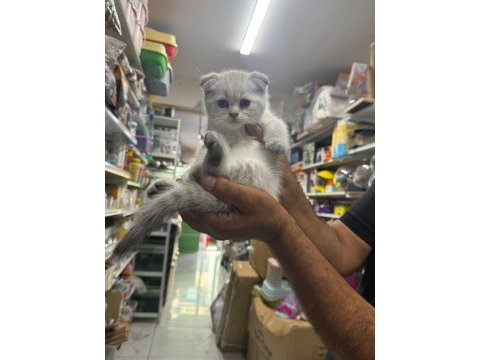 Ayı surat top kafa sıfır kulak bebek kediler